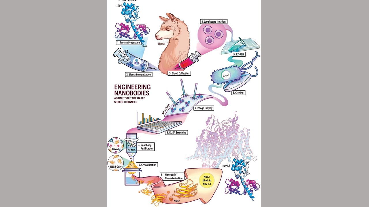 'Nanobodies' from Llamas Could Yield Cell-Specific Medications for